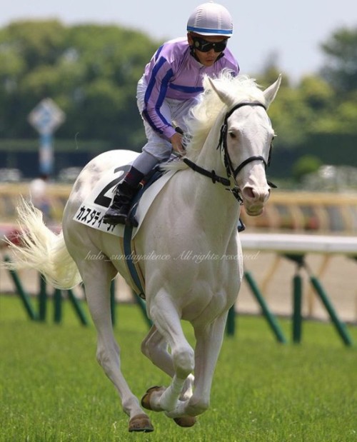 all-the-horses: Casta DivaHigh Chaparral x The Opera HouseThoroughbred, MareBorn 2014