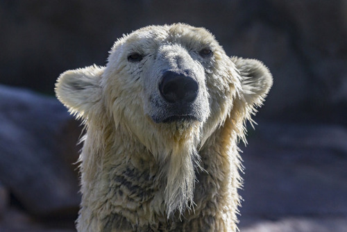 sdzoo:It’s called “Polar Bear Plunge” for a reason.Happy International Polar Bear Day! Polar bears h