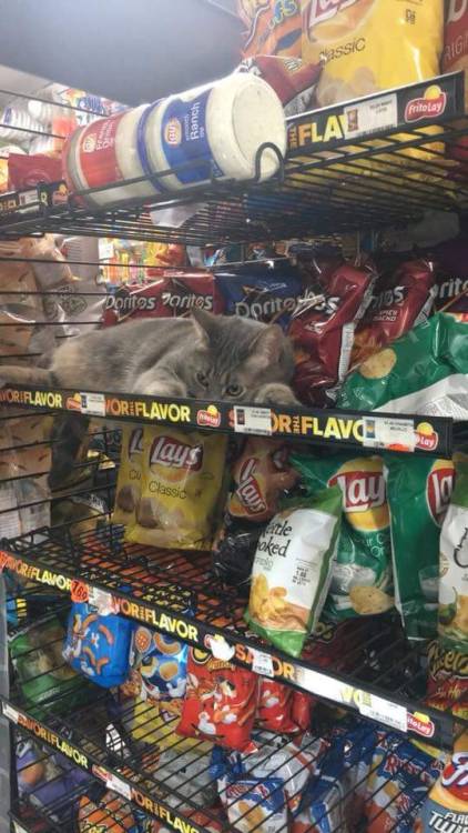 coolcatgroup: sethrogendeathchamber: shelljump: russiacore: its doritos star-crossed lovers His name
