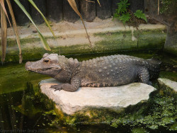 sarcosuchas:  Crocodile Database #12 Species: African Dwarf Crocodile (Osteolaemus tetraspis) Maximum Size: 2 metres &amp; 80 Kg Localization: West Africa Conservation Status: Vulnerable Fun Fact: Is the smallest living crocodile species.