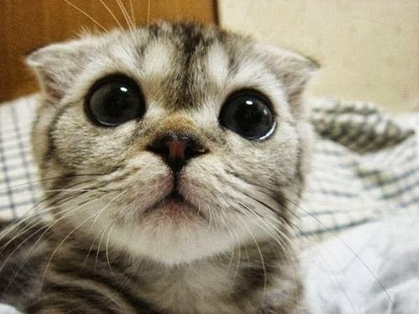 awwww-cute:  When my cat needs something, She torture me with those eyes.Its inhumane