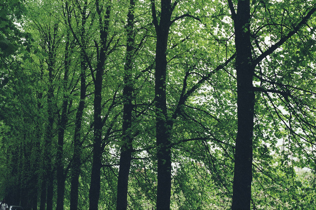 hisaishi:  Trinity Tree Line (by Danny.) 