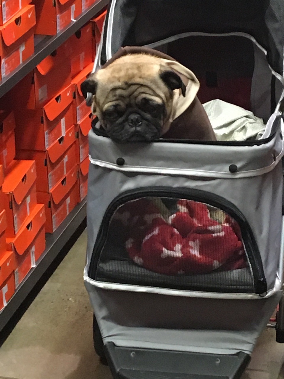 Alex Alex Alex! I saw this puggo in a sweater in a stiller at the Nike store!!!!This