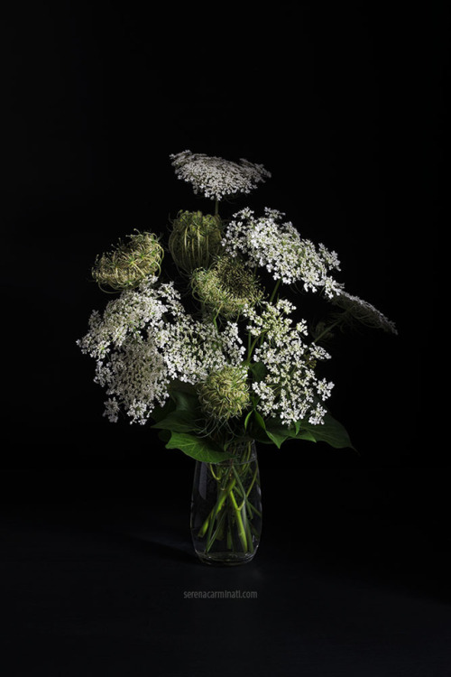 Wild Carrot Flowers Daucus carota, the very common wild carrot flowers….So ordinary and yet s