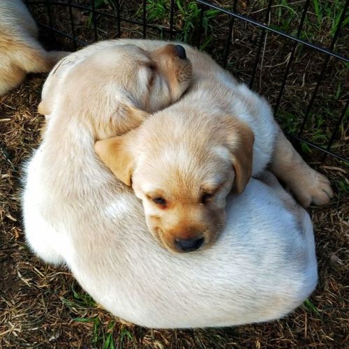 heckdoilikedogs: via
