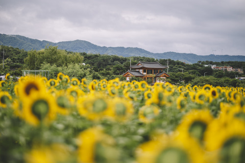 2021-07-17Canon EOS R6 + RF85mm f1.2LInstagram  |  hwantastic79vivid