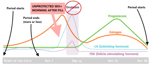 Plan B After Ovulation Does Work