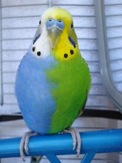 sixpenceee: Rare Chimera Budgie Bird The above is a chimera bird. A chimera animal is one that is composed of two populations of genetically distinct cells that originated from different zygotes. 