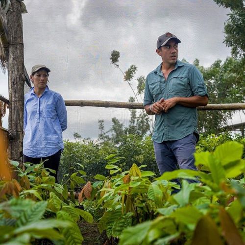 This is one of our nurseries at our regenerative farm in Guatemala! These little plants - cocoa, van