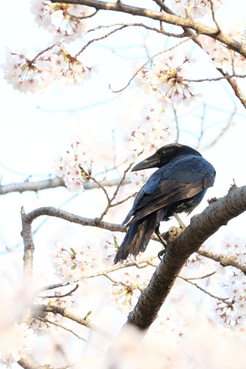 桜とカラス Cherry blossoms and crow.