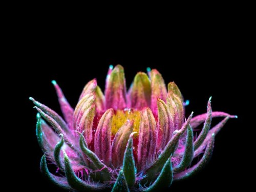 totravelistoliveco: THE PLANTS IN Craig Burrows’ photos look like something plucked from an al