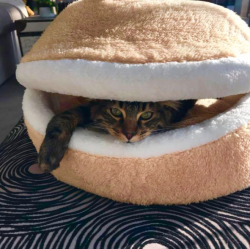 catsbeaversandducks:  Would you like a catburger?All