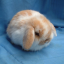 loppybunnyprincess