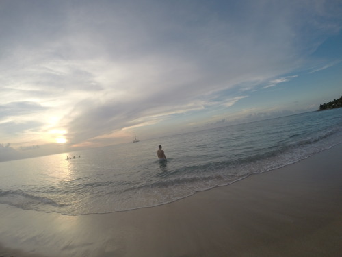 Muse. Cane Bay, St. Croix, USVI. c. 2014