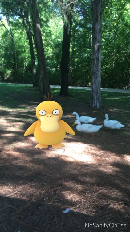 thesanityclause:This psyduck was blending in and defending his crew this morning