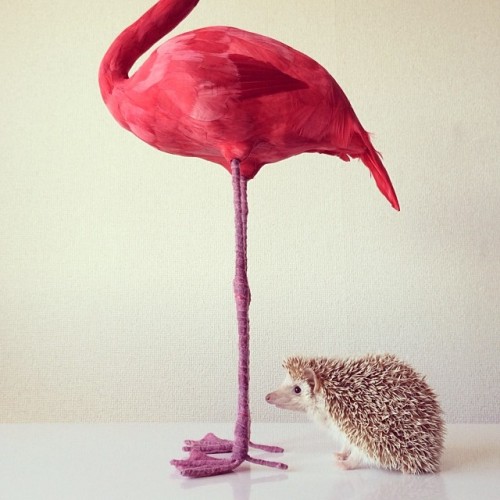 instagram:   The Story of Darcy, the Flying Hedgehog (@darcytheflyinghedgehog) To tune in to Darcy’s daily poses, be sure to follow her @darcytheflyinghedgehog. “I want to make Darcy the most famous hedgehog in the world.” With this in mind