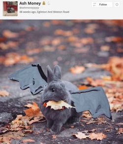horrorandhalloween: You might think this is a bunny, but is actually a bat