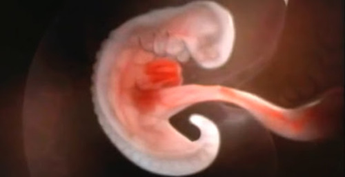 Incredible Video Shows the Whole Process of Child Development in the Womb in 4 minutes Click here to