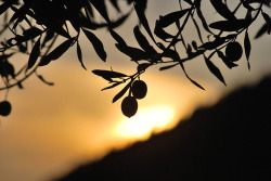 pgfone:Olive al tramonto.