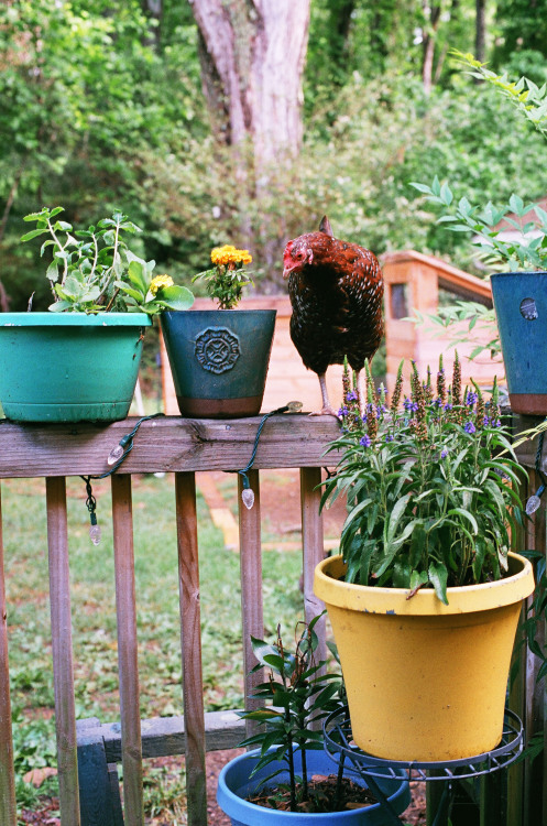 thefilmhoardersdiary:  wouldn’t trade my mornings with the birds for anything in the world