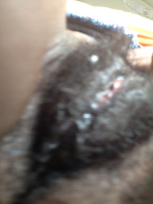 makitclap:  Wet and hairy