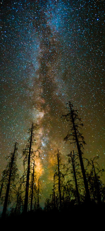 space-pics:  Milky way above the trees by Toby Harriman [454x1000]http://space-pics.tumblr.com/