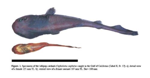 Preserved specimens and a life photograph of the tadpole-like head shark, Cephalurus cephalus.www.cm