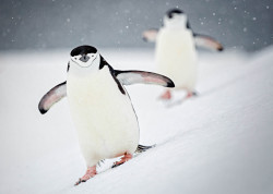 ponderation:  Penguins by David Merron       Photographer’s Website 