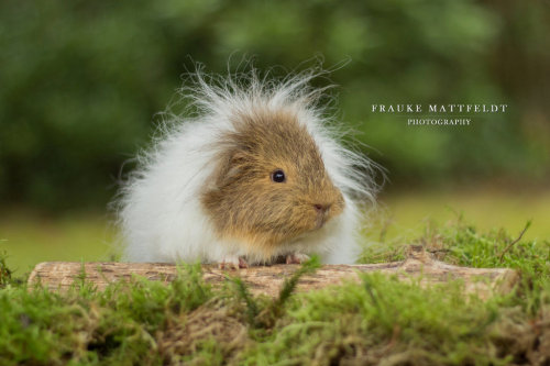 guineapiggies:   Eva’s stormy hair. by ApopFrauks  Furburger lol