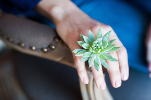 staceythinx:  Living succulent jewelry from the Passionflower Living Jewelry store on Etsy. About the jewelry:  [The pieces are] made entirely of succulents and plant material. Each is a unique work, using the best succulent florets available. Wear the