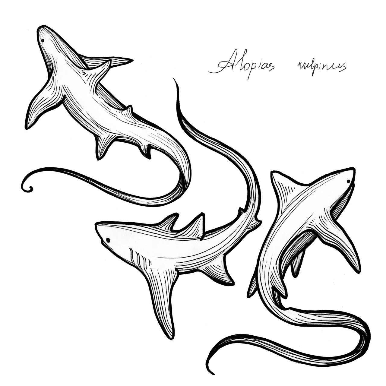 Thought Id share my new thresher shark tattoo   rsharks