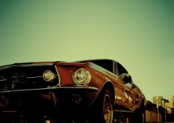 Ford Mustangs