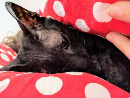 teaandmisanthropy:Woke up in the wee hours to this Sunday: BB sharing @waxjism‘s pillow (you can see