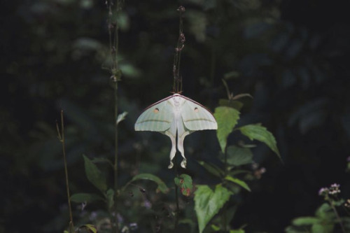 celtic-forest-faerie:{Luna Moth} by {Benjamin Drews}