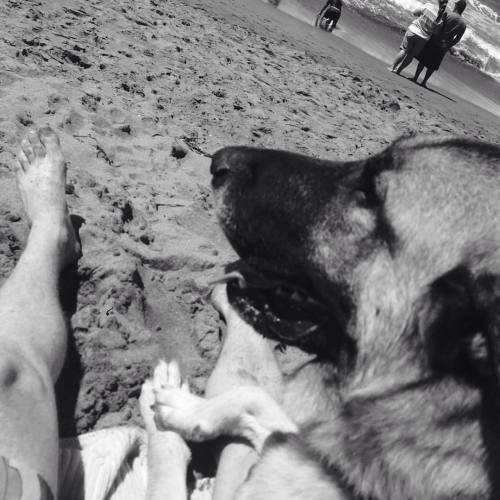 Got in a little last minute beach time with the boys. Max the #anatolianshepherd enjoyed his first beach outing. #lifeguardonduty (at Dillion Beach)