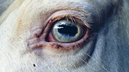 equus-swift:Your eyes show the strength of your soul