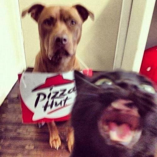 the-absolute-best-posts:  My lovely followers, please follow this blog immediately!