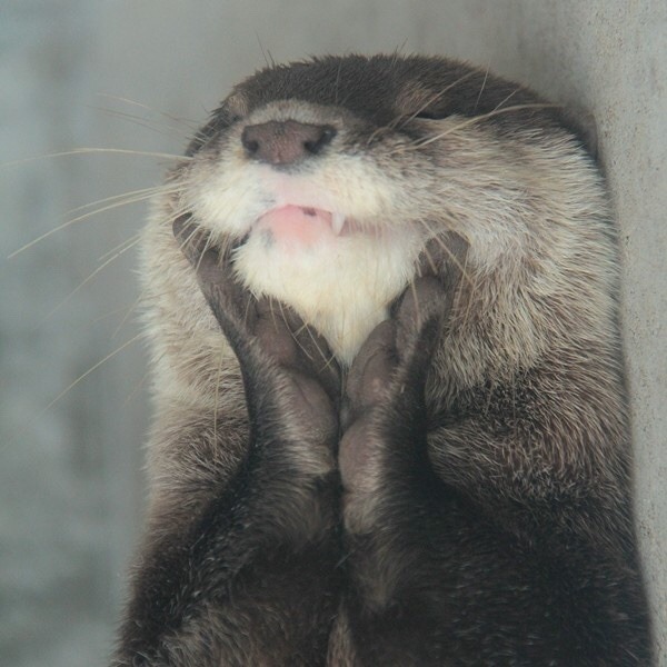 theemeralddiaries:  robert-the-asshole:  velveetablumpkin:Otters are too precious