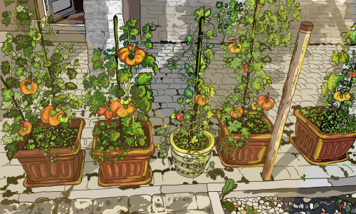 strawbebbiesart:my mom’s tomato garden (morning and evening) 