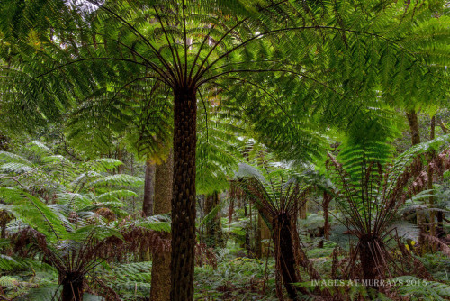 Cathedral Reserve, New South Wales, Australia, by Images at Murray