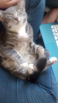 awwww-cute:  Our cat Jelly Bean, fell asleep like this. (Source: http://ift.tt/1QDdcqH)