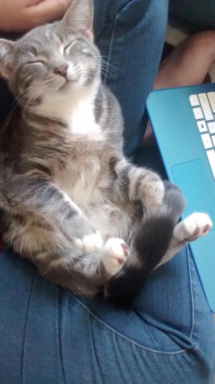 Porn awwww-cute:  Our cat Jelly Bean, fell asleep photos