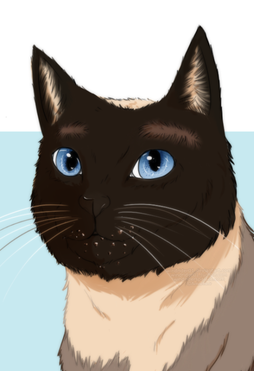 ♚ Commission Info ♚Siamese cat commission I did for a coworker at work for her Mum’s cats as a prese