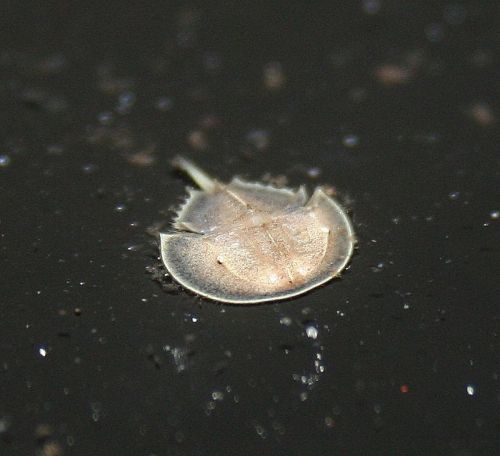 archiemcphee:  This just in from the Department of Teeny-weeny Wonders: Horseshoe Crab hatchlings are outrageously, awesomely small! They’re so very wee that they make a little dime look enormous. These ridiculously cute baby Horseshoe Crabs are from