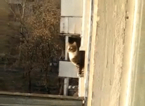 thepetcollective:  Parkour Cat