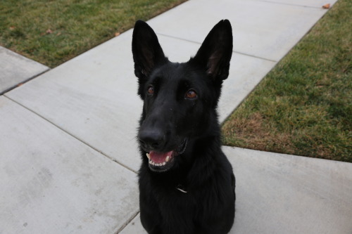 PLEASE SUPPORT HER I had to set up a gofundme account for my beloved German Shepherd, Mika. Mik