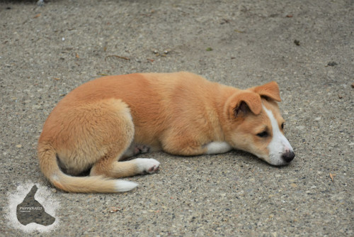puppyrazzi