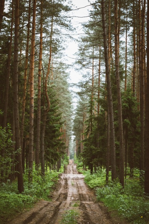 errne:Fun road at the forest