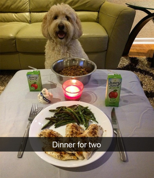 d20-darling: use-less-nesss: ruinedchildhood: jacler: pr1nceshawn: Dogs Living The Good Life. Proof 