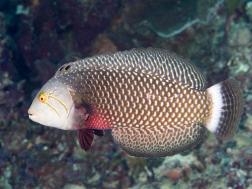 Rockmover wrasse (Novaculichthys taeniourus)